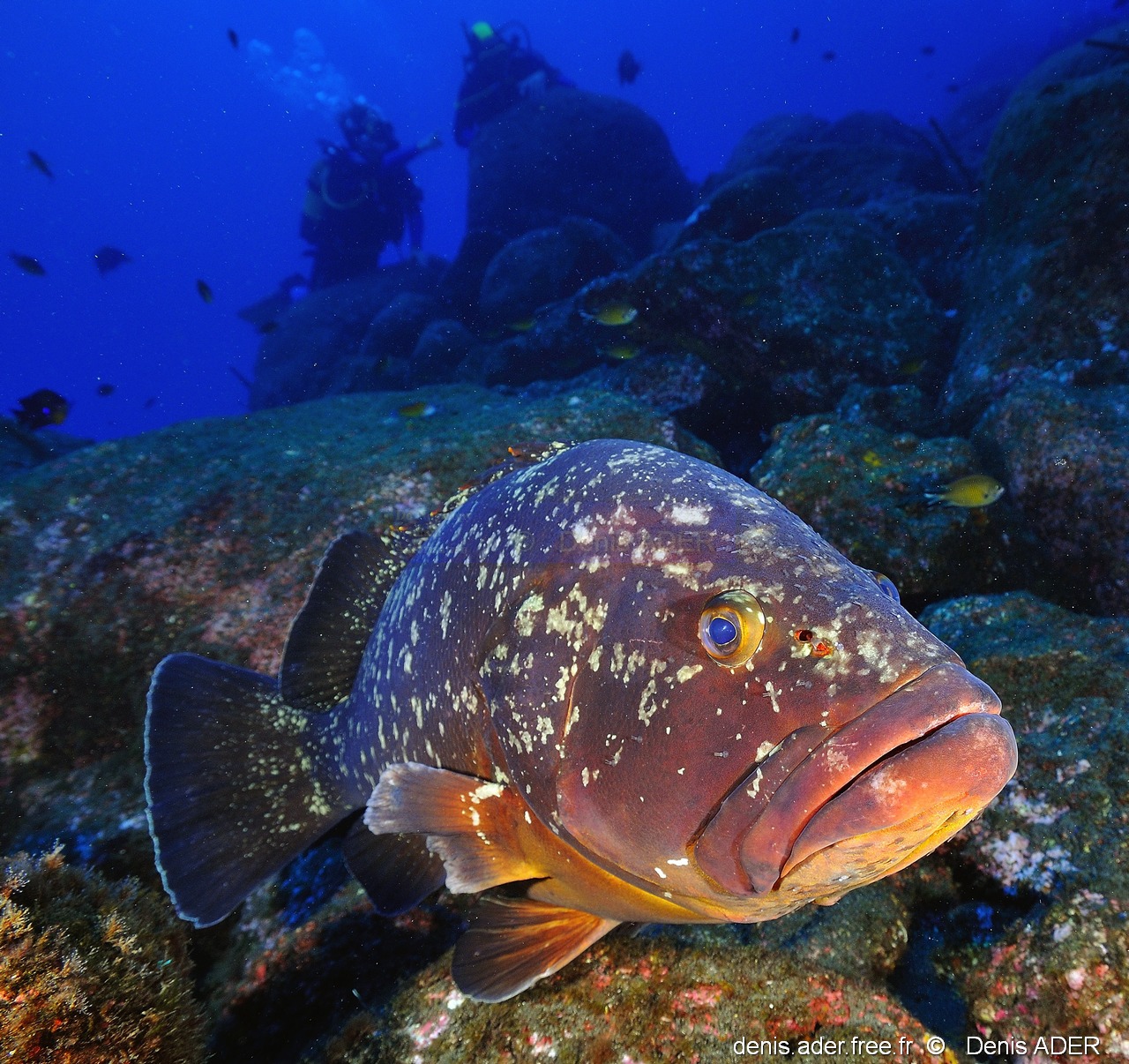 Epinephelus marginatus Merou brun-Acores SM  Black berry-28m-20170827-Denis-ADER-DSC_0550_tn.jpg